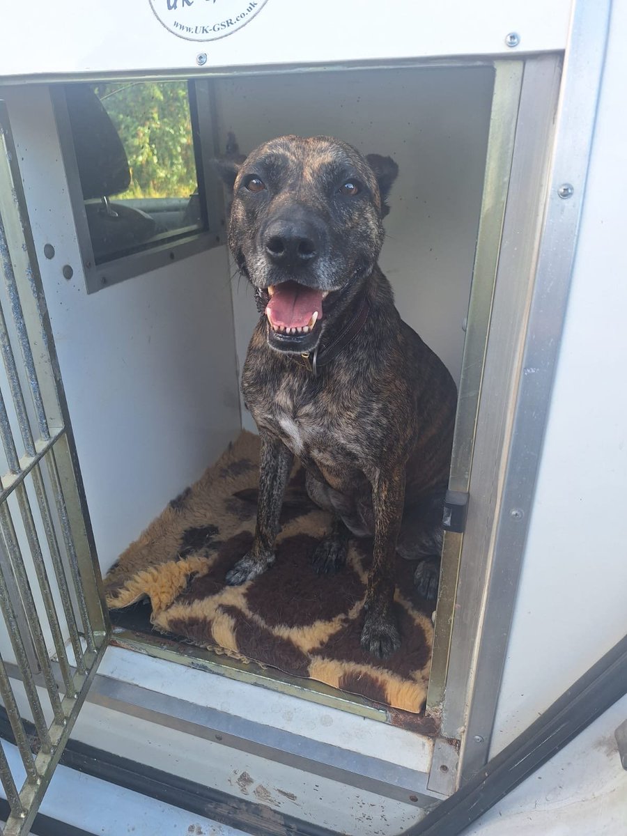 MissingPetsGB's tweet photo. 🐕 #URGENT STAFFY X TIA #MISSING WITH LONG LEAD ATTACHED

Cadbury Hill #Yatton #Bristol #BS49

On 2 Sep 2026 at 19:15 TIA is a rescue dog &amp; was on a long line, bolted after a squirrel &amp; hasn't been seen since. Please contact/call if any sightings or info
https://t.co/O1pUaneSOa https://t.co/Sk0ntwxFH8