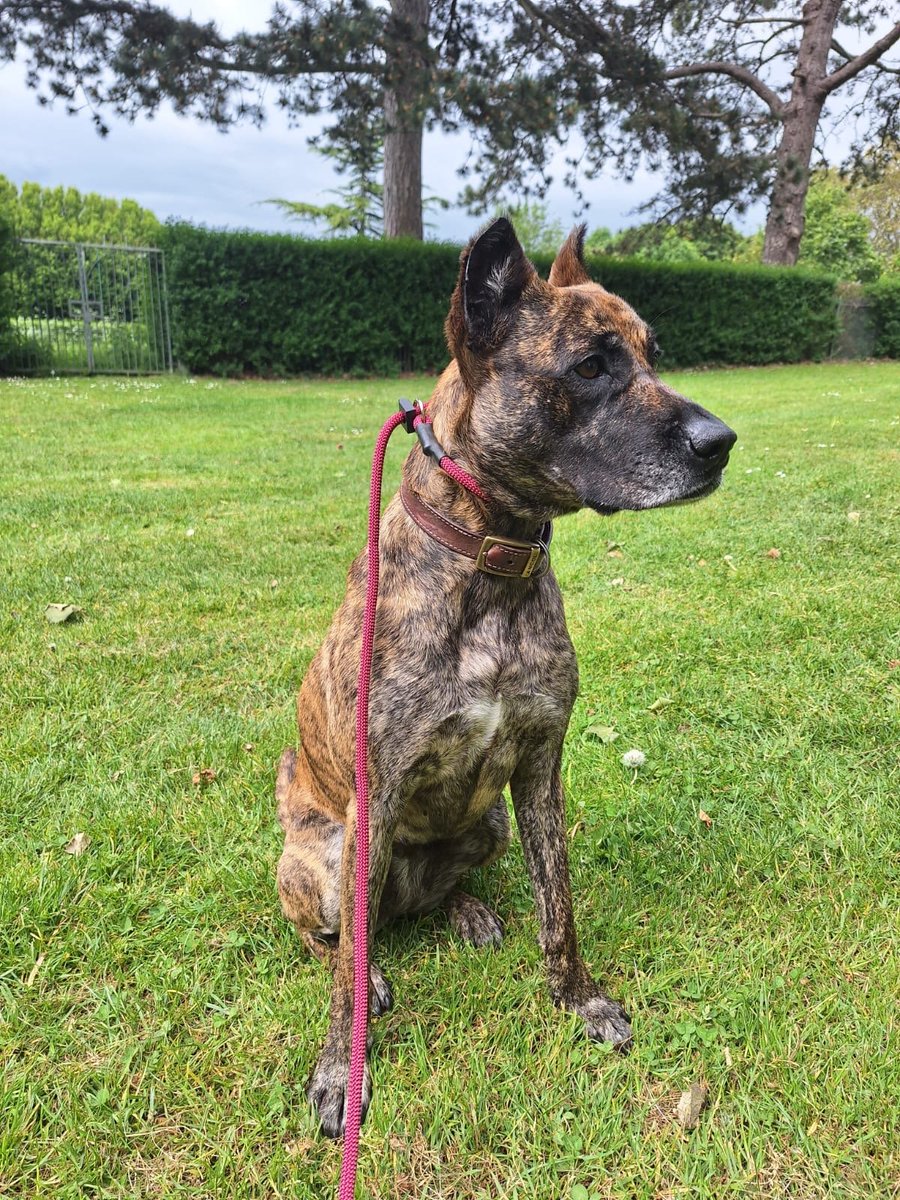 MissingPetsGB's tweet photo. 🐕 #URGENT STAFFY X TIA #MISSING WITH LONG LEAD ATTACHED

Cadbury Hill #Yatton #Bristol #BS49

On 2 Sep 2026 at 19:15 TIA is a rescue dog &amp; was on a long line, bolted after a squirrel &amp; hasn't been seen since. Please contact/call if any sightings or info
https://t.co/O1pUaneSOa https://t.co/Sk0ntwxFH8