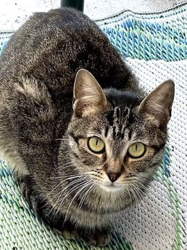 sachikoko's tweet photo. 🙏🏽PLEASE SHARE
💙Shy 4YO Gray #Tabby Kitty "CHESTER"💙
📣Waiting 2+ Years 4 A Patient🏡#FureverHome🏡
▶️https://t.co/kpTTLhpkaT
🙏🏽#Adopt #AdoptDontShop #AdoptMe
#LosAngeles, #CA #SoCal
☑️CATS @TheCatsMeowInc #ForgottenSoulsHour #US #CATS https://t.co/g0fMvsaBAW