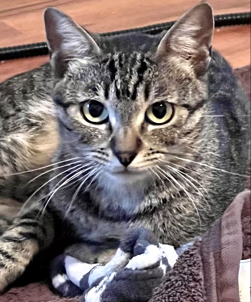 sachikoko's tweet photo. 🙏🏽PLEASE SHARE
💙Shy 4YO Gray #Tabby Kitty "CHESTER"💙
📣Waiting 2+ Years 4 A Patient🏡#FureverHome🏡
▶️https://t.co/kpTTLhpkaT
🙏🏽#Adopt #AdoptDontShop #AdoptMe
#LosAngeles, #CA #SoCal
☑️CATS @TheCatsMeowInc #ForgottenSoulsHour #US #CATS https://t.co/g0fMvsaBAW