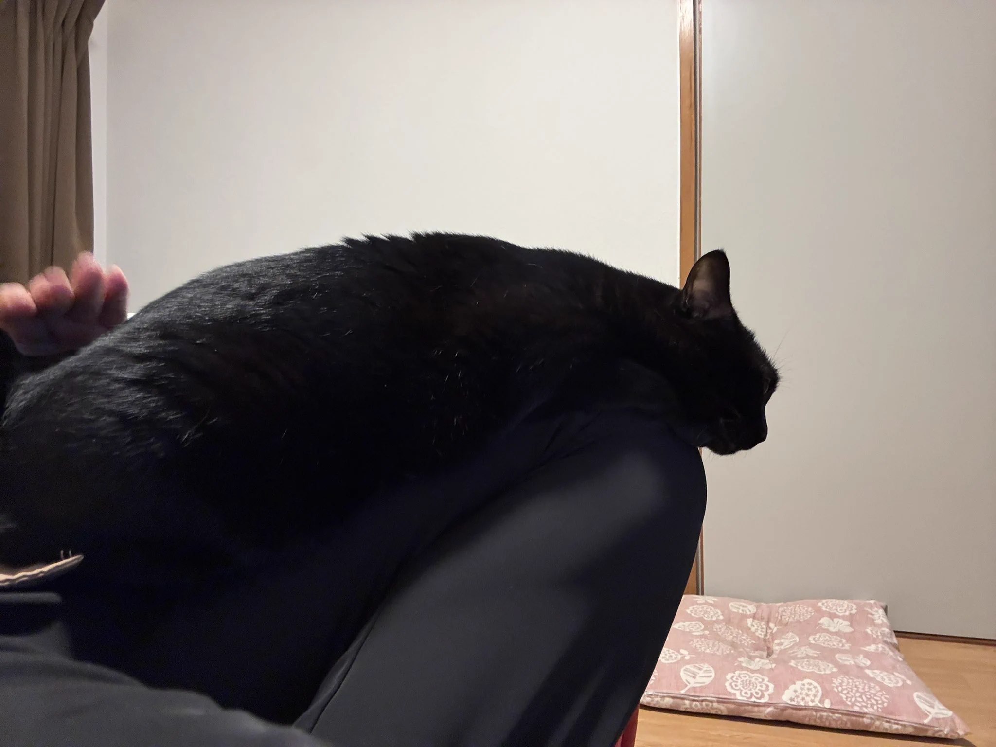 X-এ 黒猫あさり: 