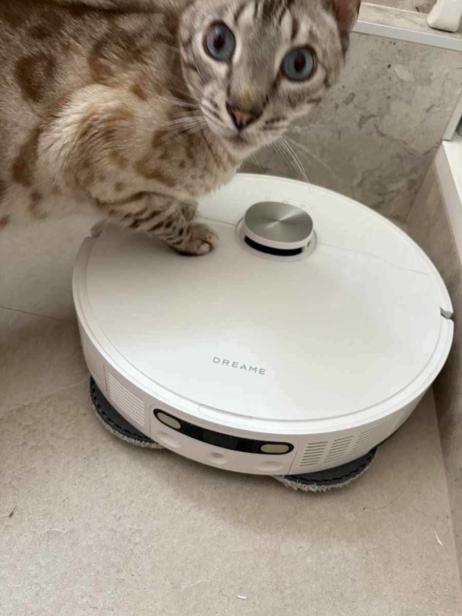 marianneistaken's tweet photo. Pas mon robot aspirateur qui m’appelle à l’aide car mon chat le harcèle et l’empêche de bosser https://t.co/h3ZElj5yGF