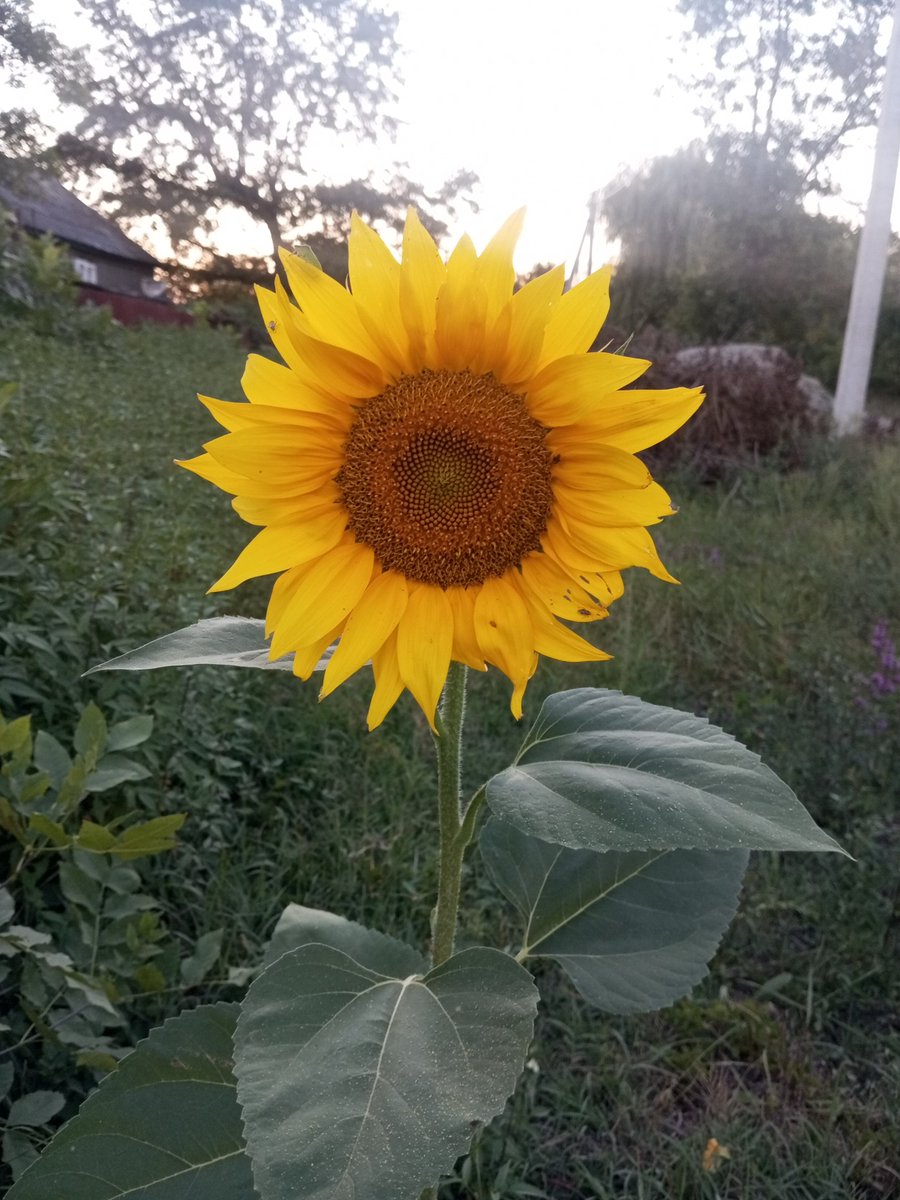 SimpleSlavGirl's tweet photo. It seems this flower doesn't know that it's already autumn...
#flower #naturebeauty https://t.co/A7haALwnRk