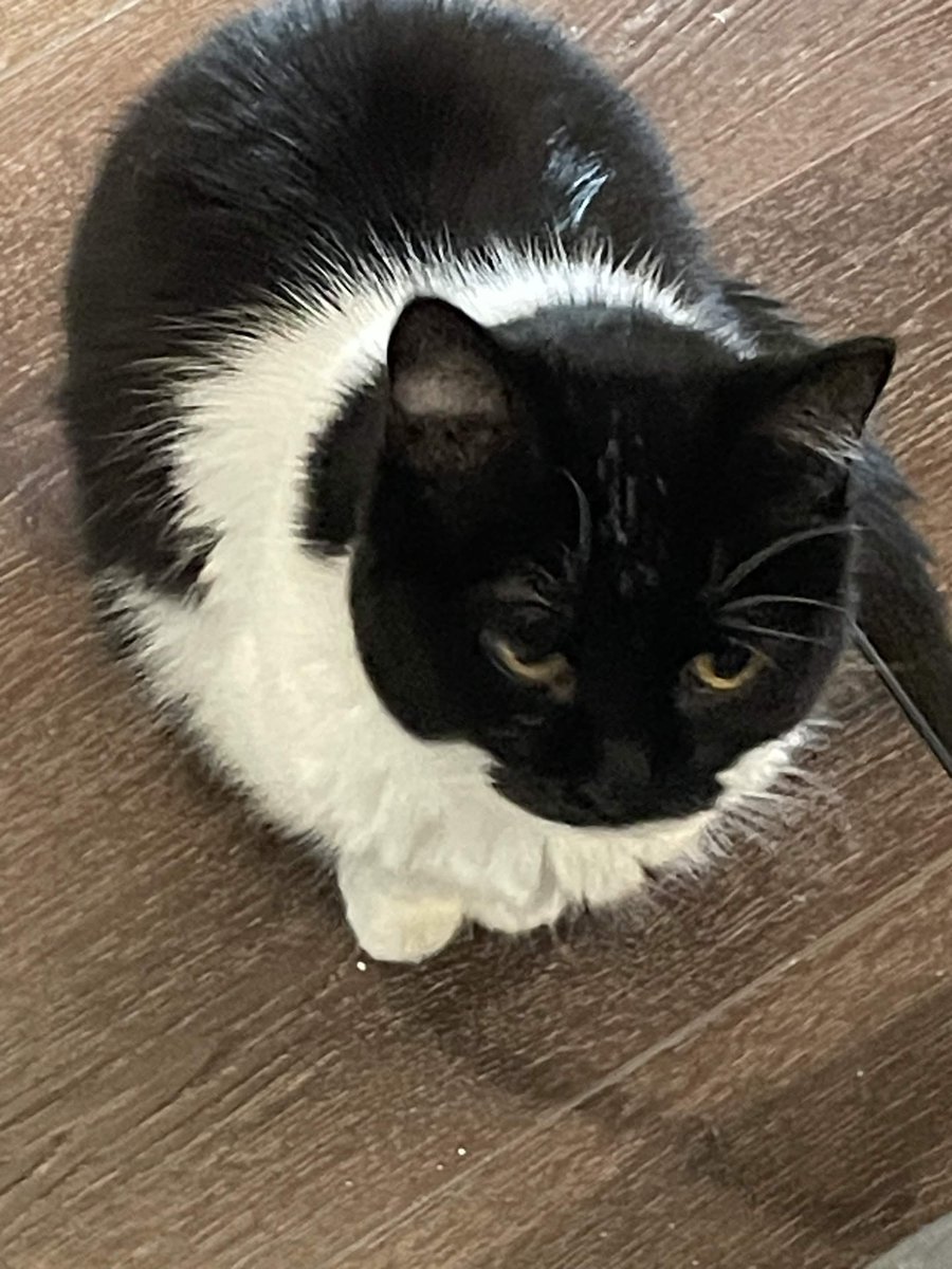 CatRedFront's tweet photo. Her daughter Sensible passed away today, she was 19. I knew her from the day she was born and until her last moment. I miss them both so much. https://t.co/rtzAW6RGIM