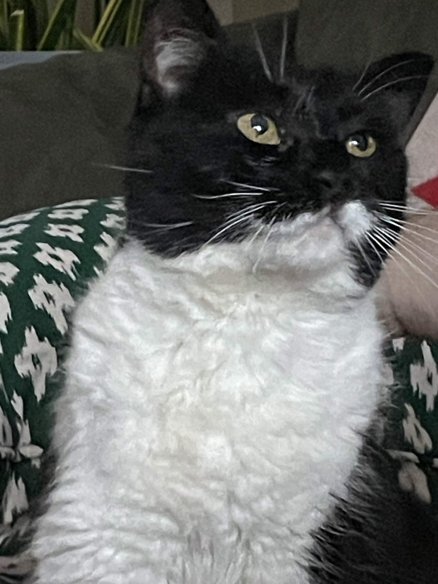 CatRedFront's tweet photo. Her daughter Sensible passed away today, she was 19. I knew her from the day she was born and until her last moment. I miss them both so much. https://t.co/rtzAW6RGIM
