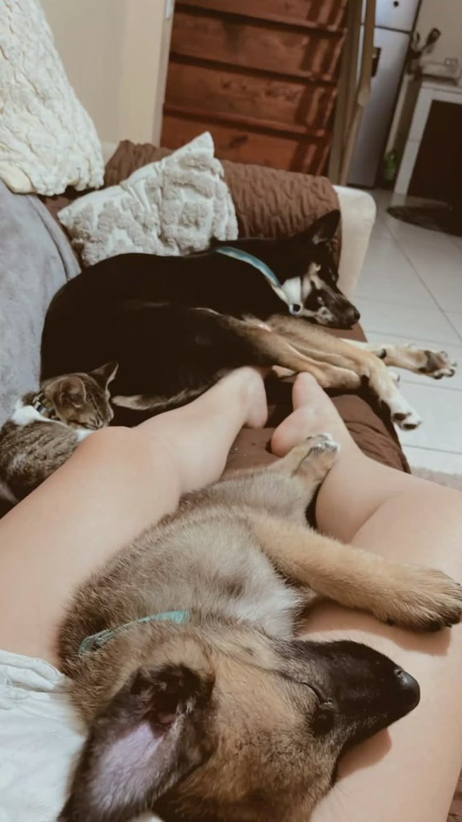 Jacobnhig's tweet photo. Feeling curious? 😏🐾 My newest dog knotting content is waiting for you. DM me on Telegram and ask for the prices. 🥵
Certified k9 lover 🐾
Captivating &amp; untamed
Dropping exclusive videos you can't shake💦🥵😏🐶🐾
@Sweetknotty

#dogknotting🇬🇧🇺🇲
#dogknottingbeast
#dogknottingk9 https://t.co/V539xHZDbM