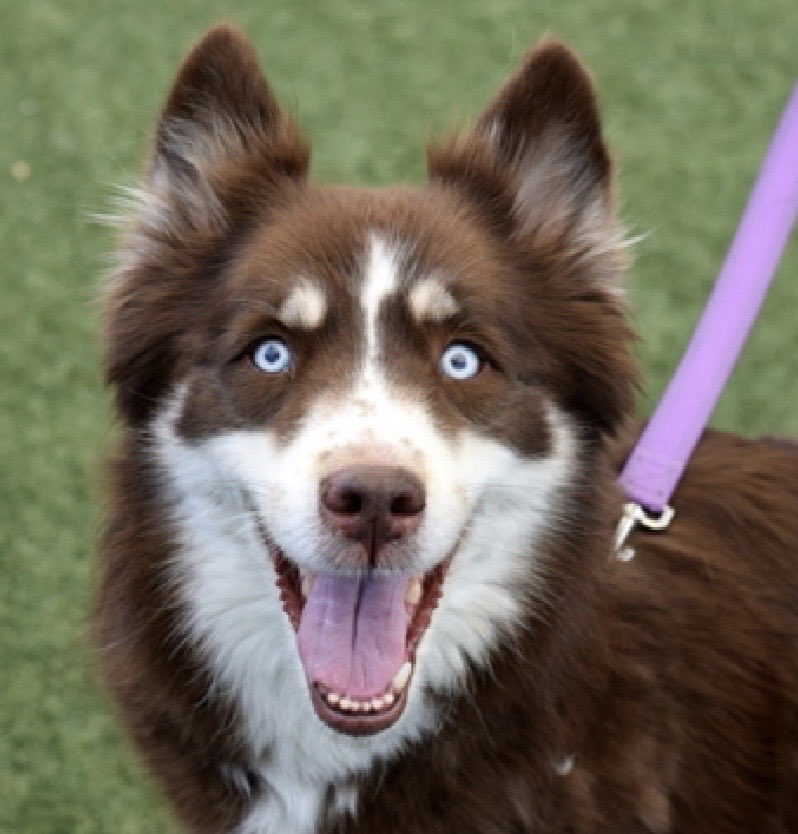MoishesMom's tweet photo. Bulma is a 7️⃣ year old gal who arrived at the Queens Pound in NYC 7️⃣ days ago…she’s 4️⃣7️⃣ pounds & has an undisclosed medical 🏥🚑 condition 

Bulma’a Bio ℹ️ 🔗 👇🏻

https://t.co/zax7EfcYd4

Bulma is a Gorgeous Husky girl with i🧊 blue eyes who looks ready to start her new life 🤞🏻💞 Will 🫵🏻 be her new human? DM @notthesameone2 to get help applying for Bulma 🤞🏻💞🤞🏻