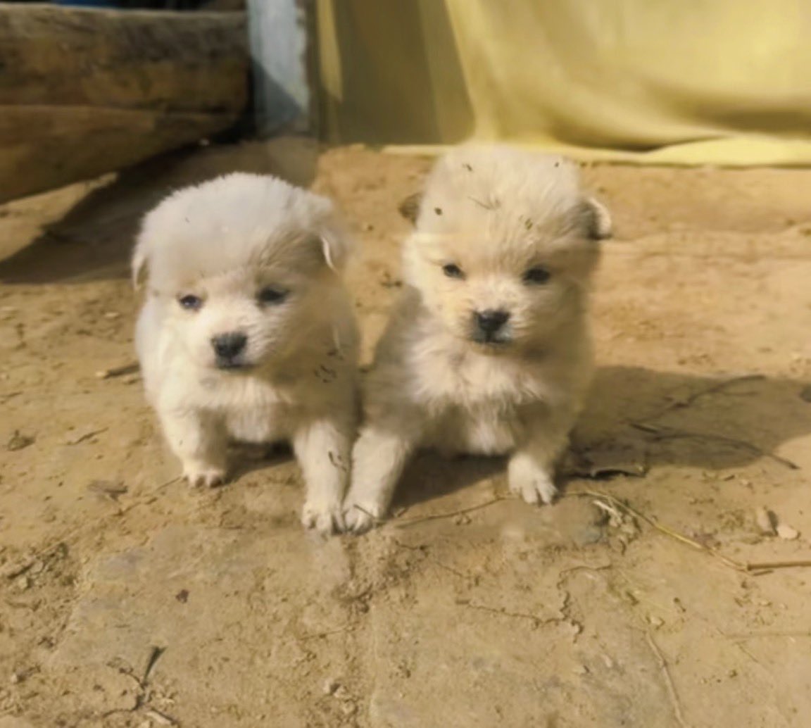 alsalszzz's tweet photo. 세민재 이런느낌
똥강아지들 투닥거리는거 한쪽이 다 받아주는 것처럼 보이지만 속은 서로 귀여워하고.
그래봣자 남들 눈에는 둘 다 순딩이인거 똑같음 https://t.co/HQHzaWKXpA