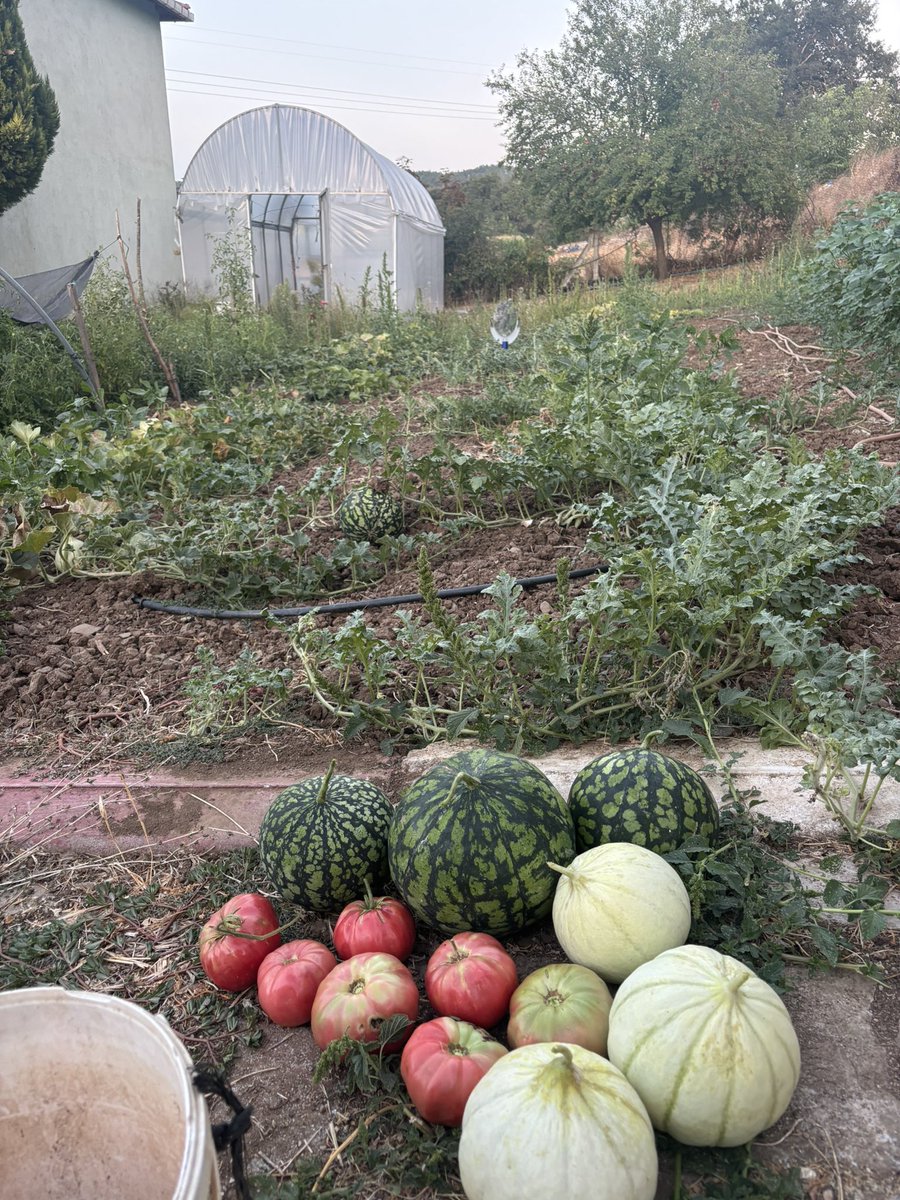 Turhan_Demir's tweet photo. Belki ufak tefekler lakin tamamı ata tohumu ve hiç kimyasal ilaç, gübre görmemiştir.
Tavsiye ederim. Nasıl yaparız diyenlere ücretsiz uygulama ve destek mevcut. Gerisi sizlerin harekete geçmesine bağlı. https://t.co/XI6hvyzmHF