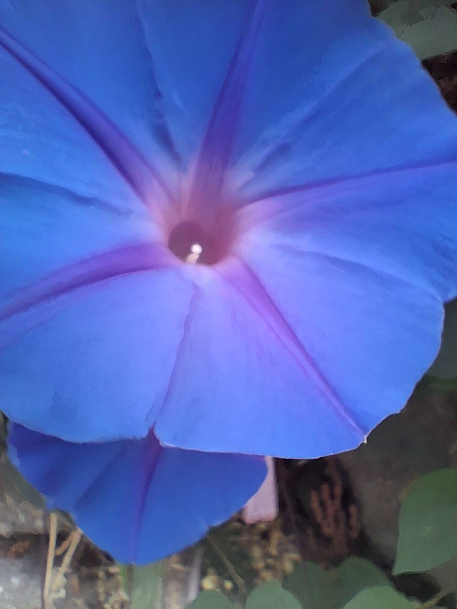 ViolaBertagf's tweet photo. we spend so much life waiting for things to bloom, only to realize the timing was never ours to command. do you struggle with letting go? ⏳ https://t.co/nsRQFZaiSA