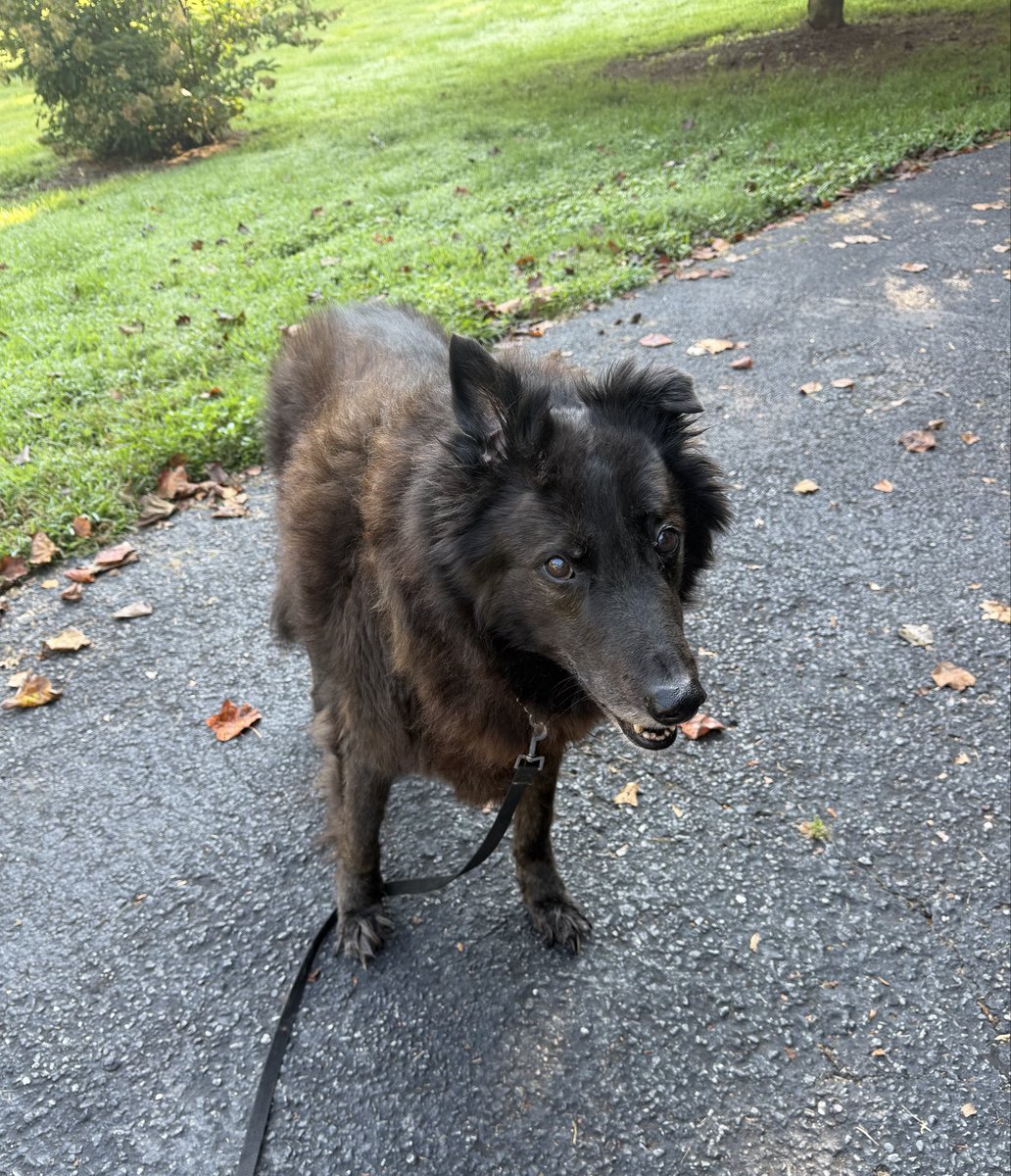 Eychihuahua's tweet photo. 💔🌈Max🌈💔
Dumped at the shelter at 10.5 yrs old @RescueCoop said not taday
I had the honor of fostering this angel for a little over a year
Magnificent in size and heart, 100 lbs of love every day. 
Run free baby boy
I’ll see you at the bridge https://t.co/OMwyRyu4KV