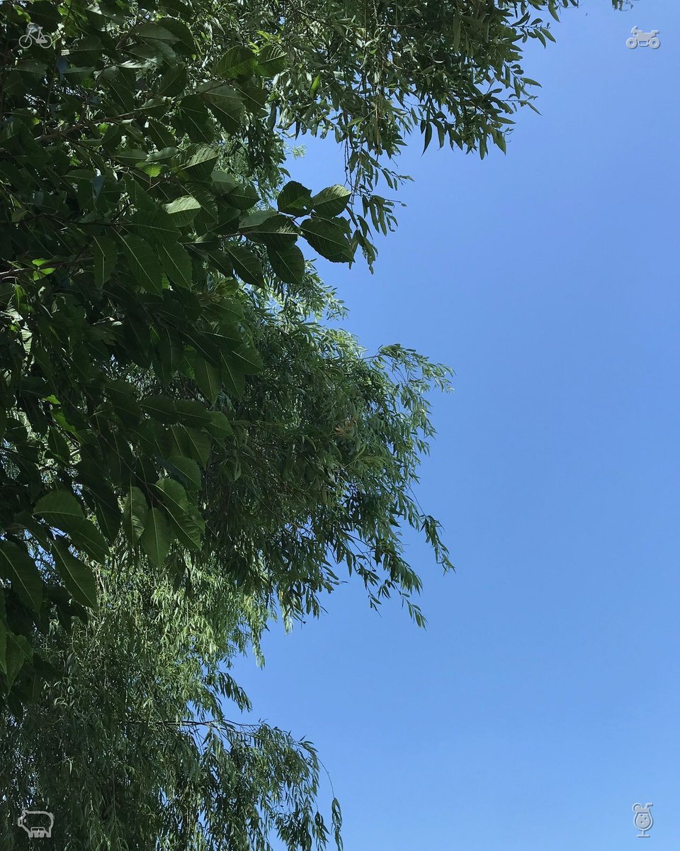 ayako_dance_'s tweet photo. Gathering nectar, bottled sweetness, while the coffee percolates, she gazes through the glass to the backyard, alive with jasmine blossoms, their fragrance drifting in—tender and honeyed. https://t.co/eXw0PHLeM3