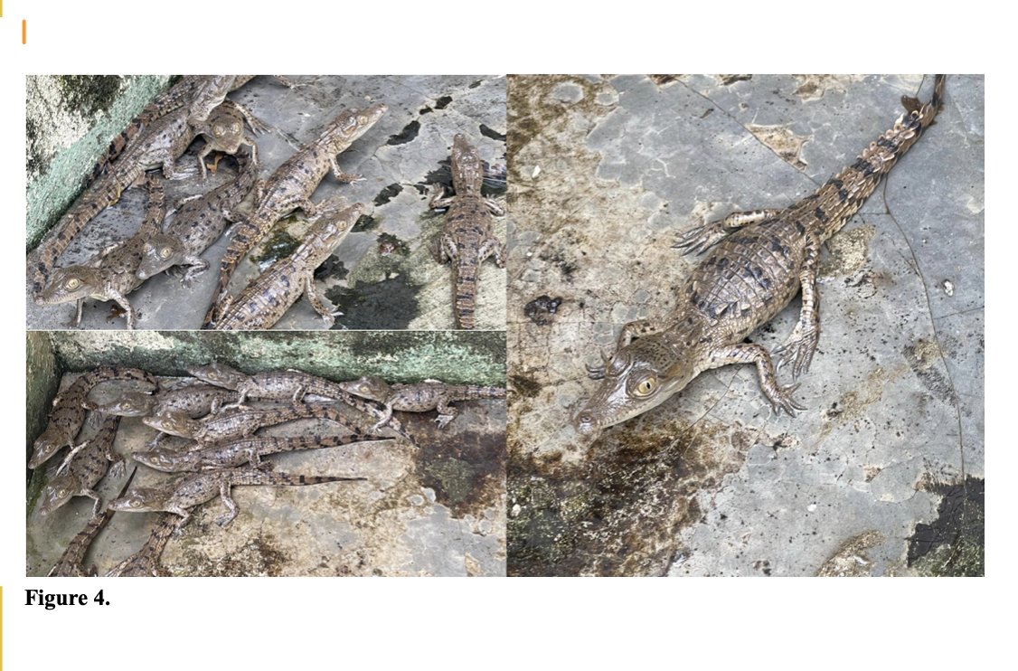 CrocSpecGroup's tweet photo. Conservation in Action! 🐊 American crocodile nesting study in the Dominican Republic and the World Crocodile Day celebrations that followed: The 2026 American crocodile nesting season in Lago Enriquillo concluded on 17 June, when the last nest was opened by the monitoring team. https://t.co/FAFLhH44N5
