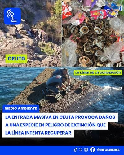 nanosanchez68's tweet photo. @ElFarodeCeuta A esto hay que añadir los daños a la colonia de la lapa Patella ferruginea, en peligro de extinción. ¿Se están investigando estos hechos? https://t.co/eqRxxjruXu