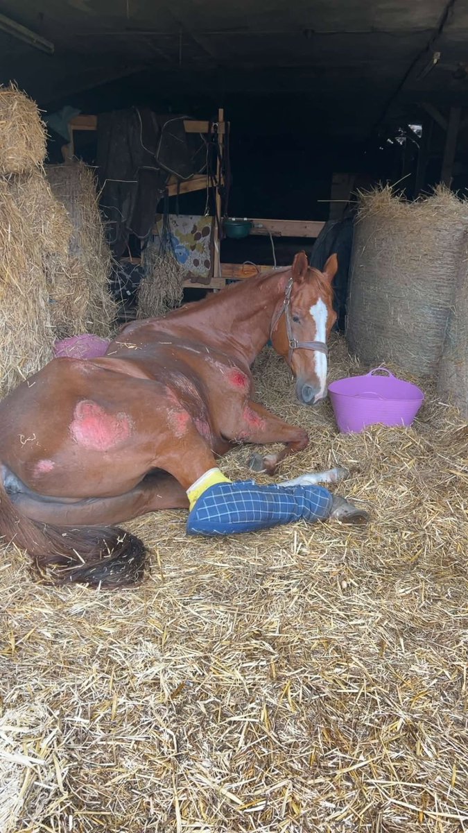 BRINDILLE851's tweet photo. Clo Manuella/Facebook
URGENT -  SOLIDARITÉ 📷
Je recherche en urgent une structure, un engin agricole ou non agricole, qui pourrait soutenir le poids d un cheval
BOGOSSE se dégrade car nous n’arrivons pas à le maintenir debout.
📷Nous avons le harnais, le palan, mais la poutre du bâtiment n’est pas assez solide, il nous manque une structure pouvant supporter 800kg📷
En Presqu’île de Crozon
Toutes les idées sont bonnes à prendre 📷📷