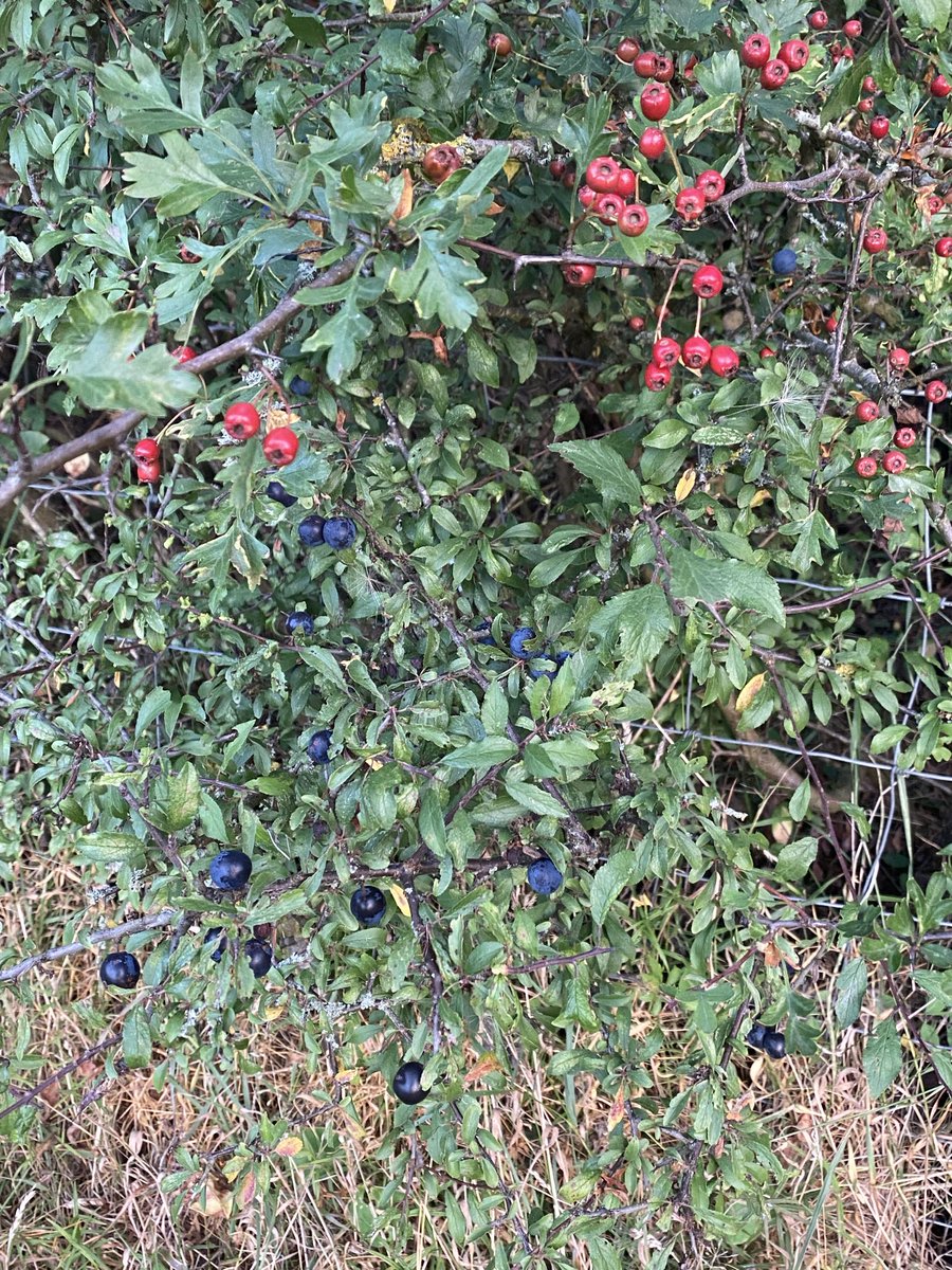 HighFarndale's tweet photo. Hedges are loaded… https://t.co/ouPW8DK5S7
