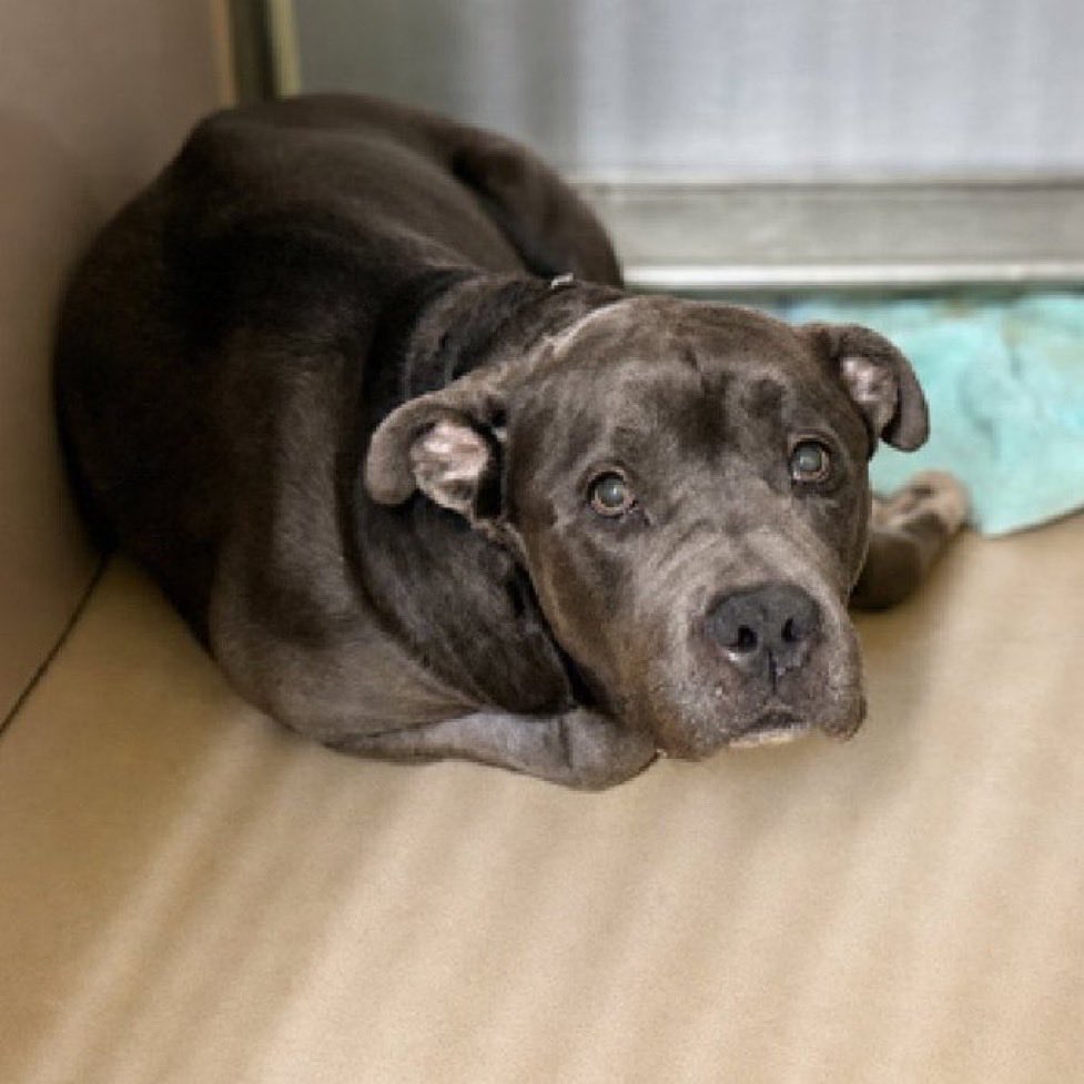 MoishesMom's tweet photo. Mistique is under Kill 💉Command 

⚠️NYCACC will kill her if a Foster or Adopter doesn’t step 🆙  ⚠️

Please DM @notthesameone2 NOW if you can help save her…Are we going to let this Shimmering Blue Staffie 💉 https://t.co/6OBpAc6Cfi