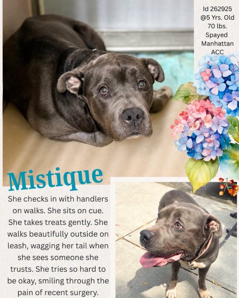 MoishesMom's tweet photo. Mistique is under Kill 💉Command 

⚠️NYCACC will kill her if a Foster or Adopter doesn’t step 🆙  ⚠️

Please DM @notthesameone2 NOW if you can help save her…Are we going to let this Shimmering Blue Staffie 💉 https://t.co/6OBpAc6Cfi