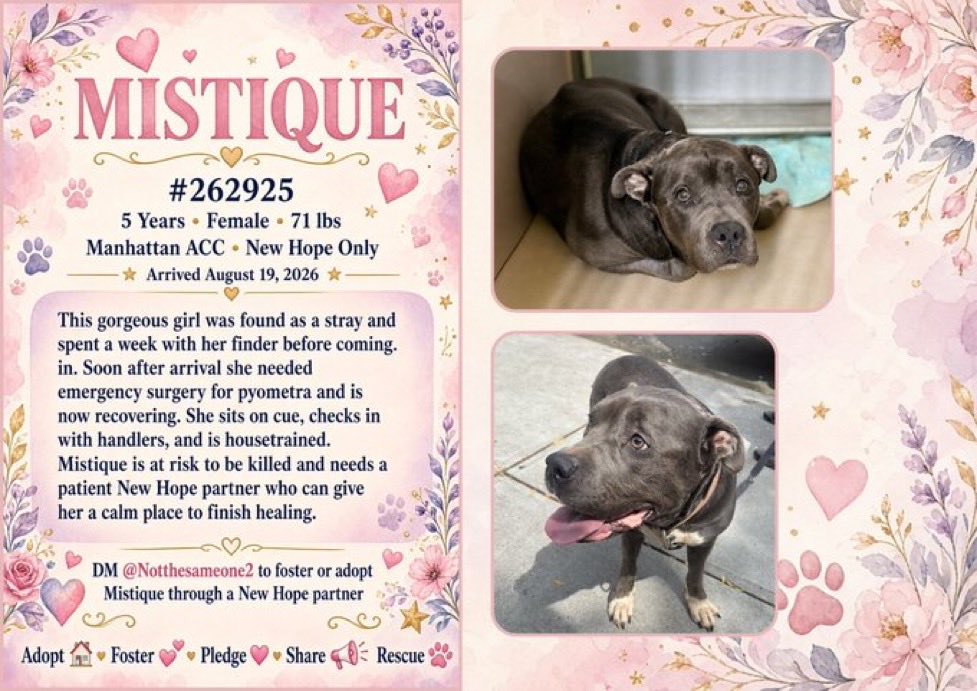 MoishesMom's tweet photo. Mistique is under Kill 💉Command 

⚠️NYCACC will kill her if a Foster or Adopter doesn’t step 🆙  ⚠️

Please DM @notthesameone2 NOW if you can help save her…Are we going to let this Shimmering Blue Staffie 💉 https://t.co/6OBpAc6Cfi