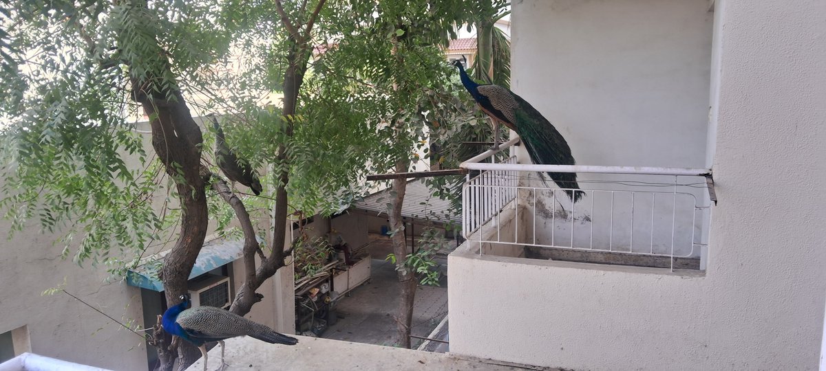 dnsutaria's tweet photo. @parashah91 Peacock 🦚 at my home https://t.co/XHuYAXLSwW