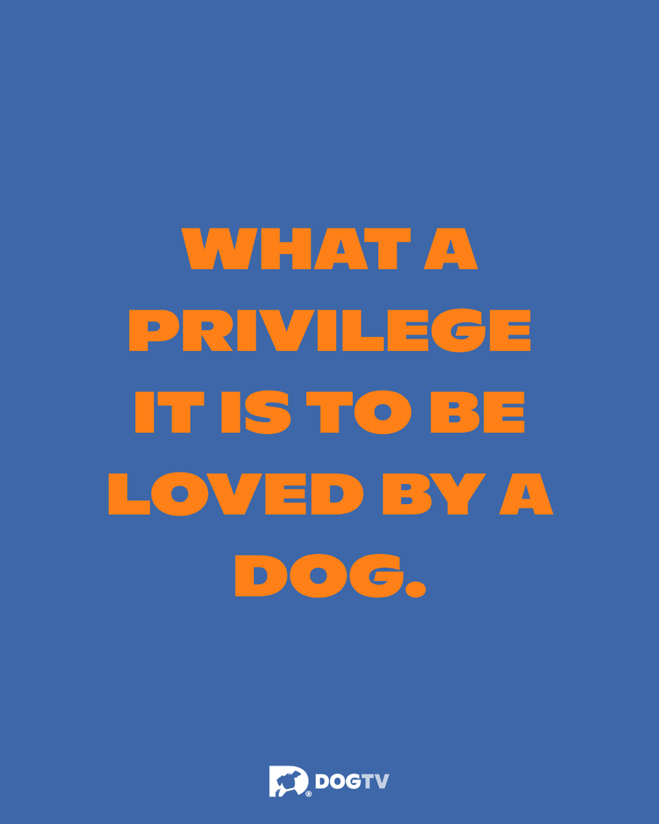 dogtv's tweet photo. The best feeling in the world. 🧡🐾

#DogPeople #DogMom #DogDad #DOGTV https://t.co/9yundTXg61