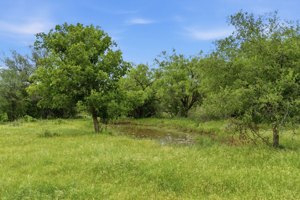 LandCompanyofTX's tweet photo. 🦌🌳256+/-Acres FM 880 Moran, TX 76464🌳🦌
👉https://t.co/9yLcMUK7L1

Presented by: Matt Gilmore, Broker
📱254-243-0557 Cell

#landbroker #texaslandforsale #landsearch #landforsale #texashuntingland #ranchesforsale #texashuntinglandforsale #texasranchesforsale #shackelfordcounty https://t.co/JUkxx5sQx0