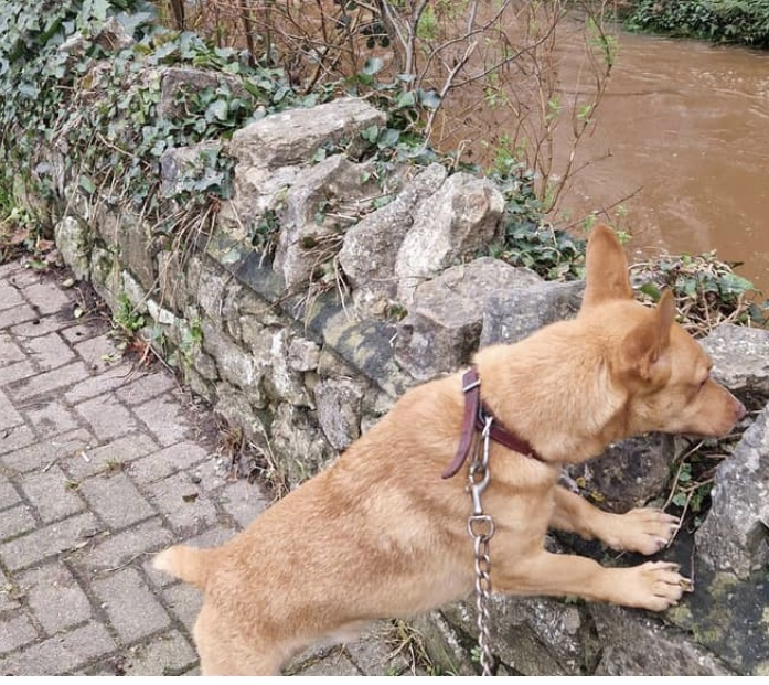 millypod1's tweet photo. 🆘2 SEPT 2026 #Lost Bobby #ScanMe
Corgi Cross Male LEADS ATTACHED
He is a Rescue dog and so nervous of people😢
Near Black Horse Pub #Exeter #Devon #EX1
SEEN: bushes by #A30. Keeps on running if anyone goes near. PLEASE DO NOT CHASE.
https://t.co/TiKVz8ROZ6 https://t.co/zZaMjUB2XO