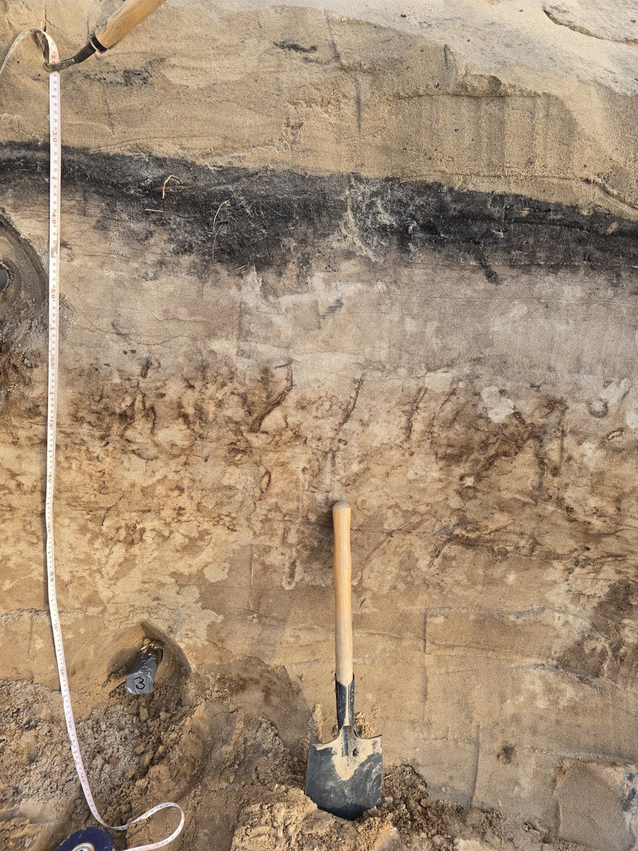 Moskalewicz_D's tweet photo. #Geology of #Orzechowo cliff seems to be more complicated than previously thought. Does it look like simple basal #till followed by thick sequence of #paleosoils developed in #aeolian #sands? We don't think so, and will be challenging old concepts 🪏📐📝🪒🔬 https://t.co/SUU6UlniG7