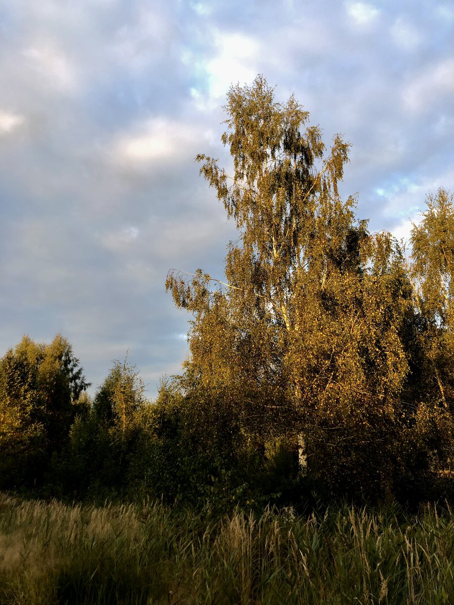 oldiconographer's tweet photo. В золотой час гуляли с собаками на бывших торфоразработках https://t.co/XuVPnAsz5C