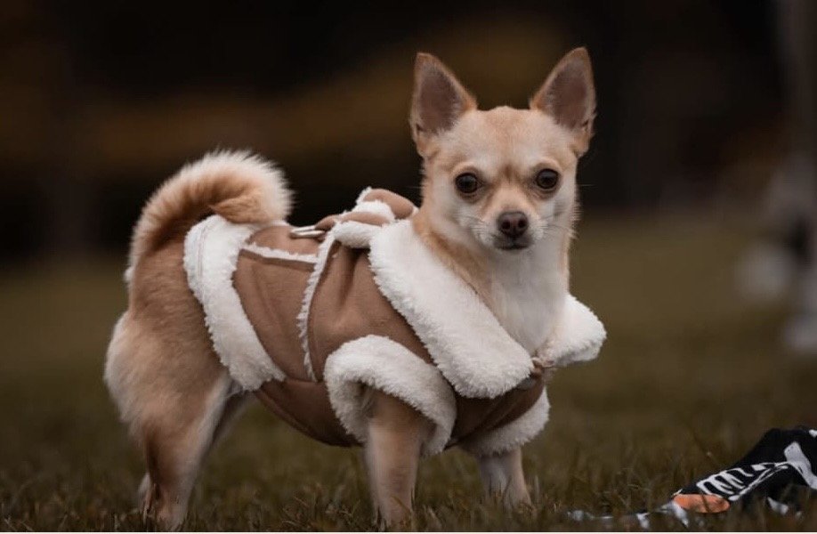 millypod1's tweet photo. π17 JUNE 2026 #STOLEN Roxy #ScanMe
Chihuahua Cross Female
Mora Road #Cricklewood #London #GreaterLondon #NW2 SEE OTHER INFO ON POSTER.
Sightings of her running in Gladstone Park and being pushed around in a black pram.
https://t.co/od2S9QQsns https://t.co/iaKRmcEGrT