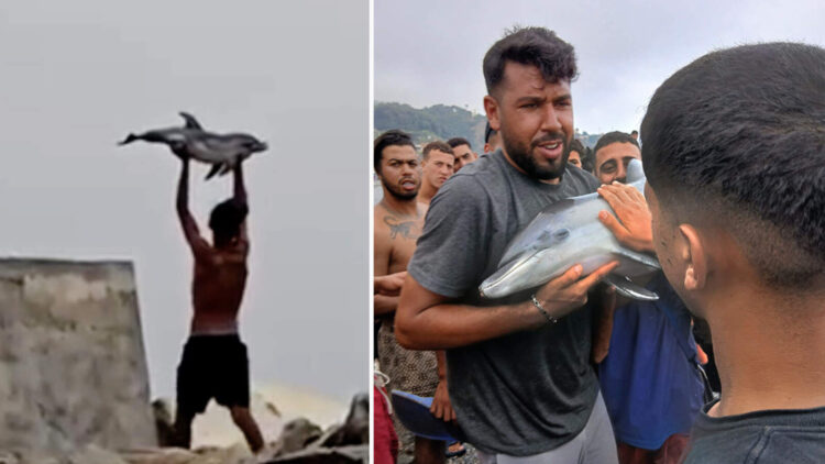 Actualidad_Pol's tweet photo. 🇪🇸 Los inmigrantes grabados con una cría de delfín la sacaron del agua y la golpearon, la cría MURIÓ en el acto.

PACMA pide explicaciones al delegado del Gobierno. https://t.co/0wwBmHHQ97