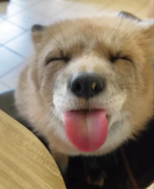 Foxalite's tweet photo. @loltwinkish Thank you :3 https://t.co/5lGqGlMGn2