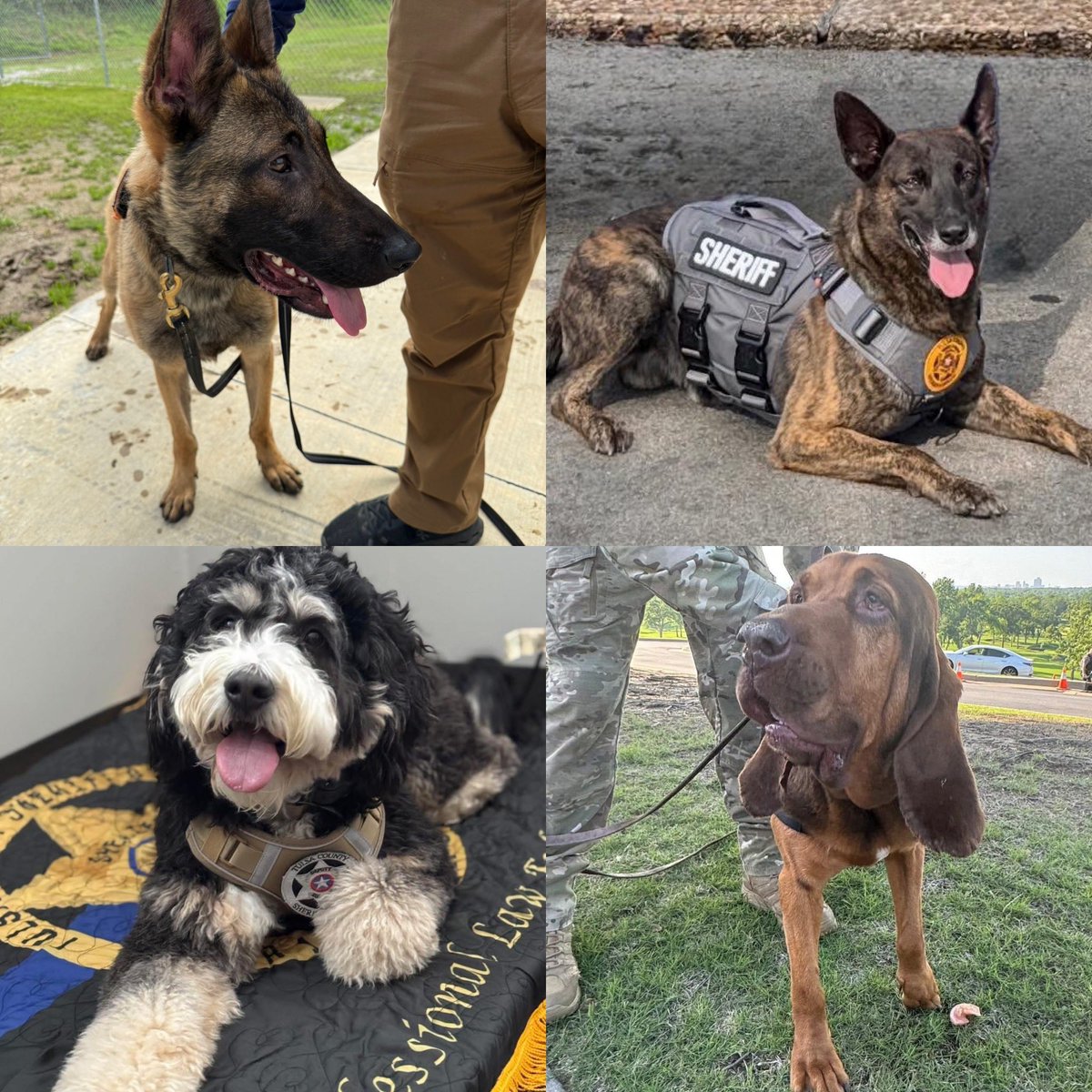 TCSO's tweet photo. Celebrating our 4-Legged Heroes! 

In honor of National Police K-9 Day, we’re giving a shoutout to our hardworking K-9s—Missy, Kaine, Ferox &amp; Remi! 🐕‍🦺

These dedicated partners work alongside their handlers every day to help keep Tulsa County safe.

Thank you for your service! https://t.co/DMK4kQYth8