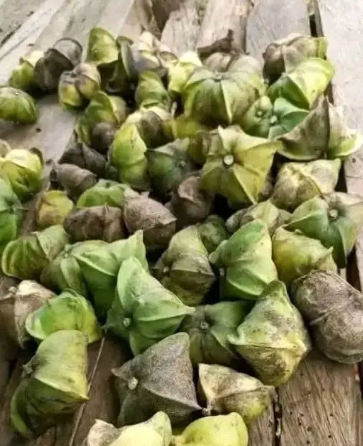 DabuunaConsy's tweet photo. Who knows this nut? https://t.co/QNCnRhZowy