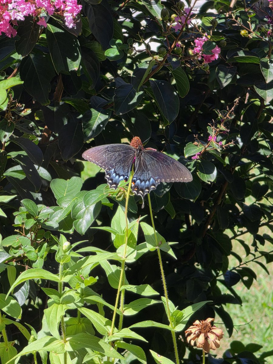 Luna09's tweet photo. Today's visitors - praying mantis and swallowtail. https://t.co/ucONnAn5LG