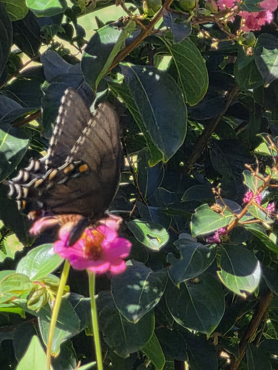 Luna09's tweet photo. Today's visitors - praying mantis and swallowtail. https://t.co/ucONnAn5LG