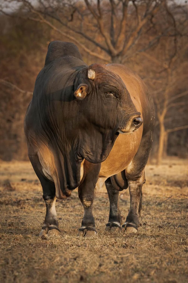 cattleman_sz's tweet photo. Our today’s farm beast is Slasher a Boran bull from Iminathi ranch📸🇿🇦 https://t.co/J6zbndU18I