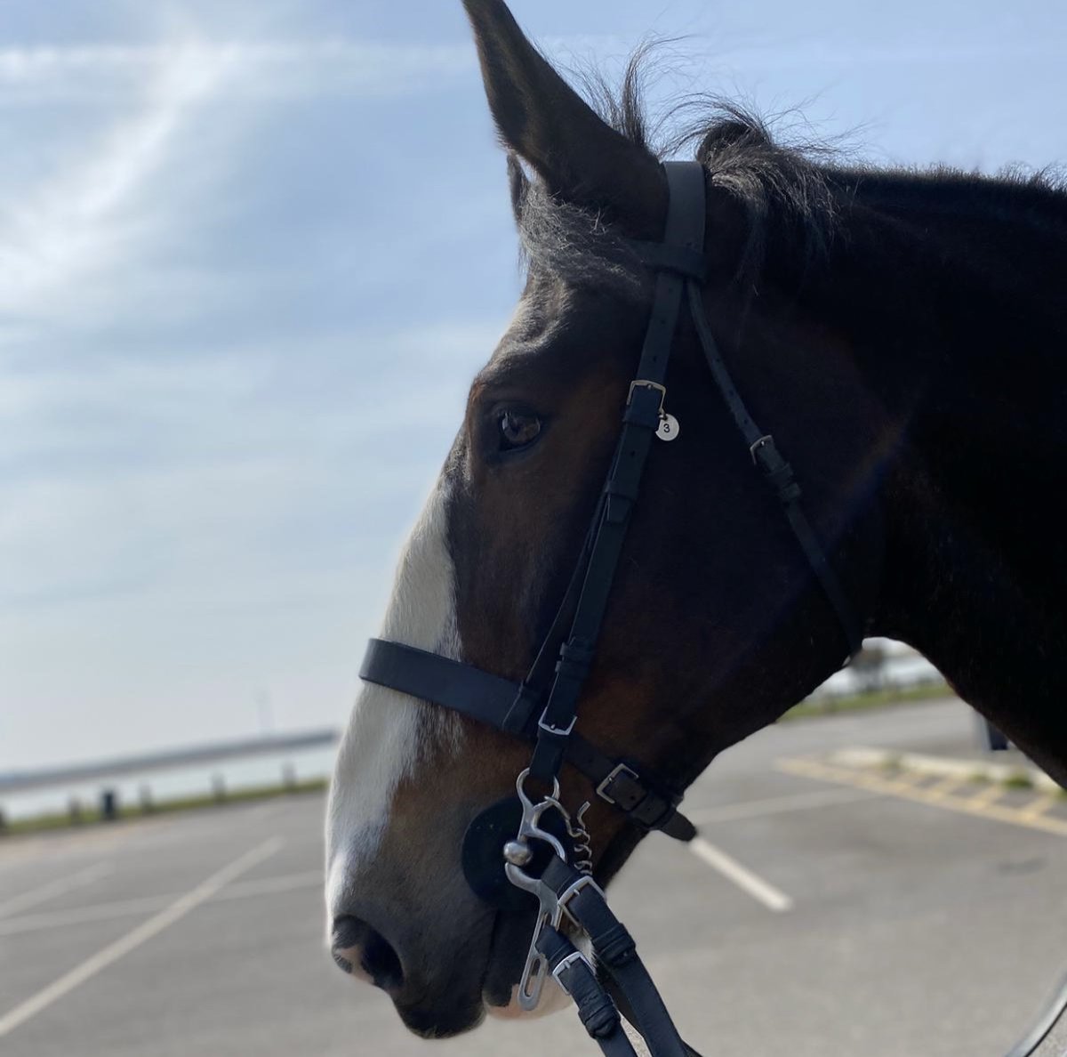 MerPolMounted tweet picture