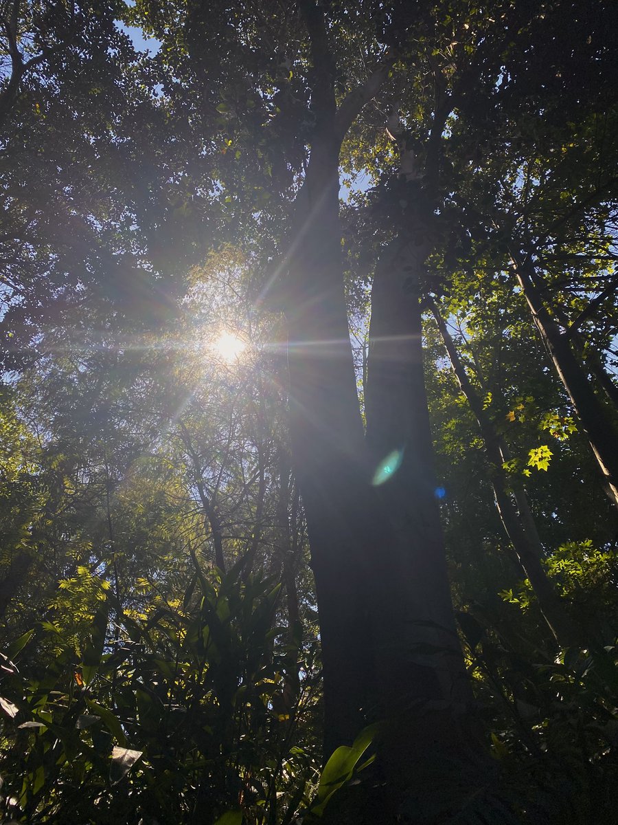 sawayakadays's tweet photo. walking around the zoo &amp; seeing the animals was wonderful , but i also really enjoyed just staring up at the trees (´｡• ᵕ •｡`)

it felt like i was teleported into another world !! https://t.co/Xlhsw10Svh