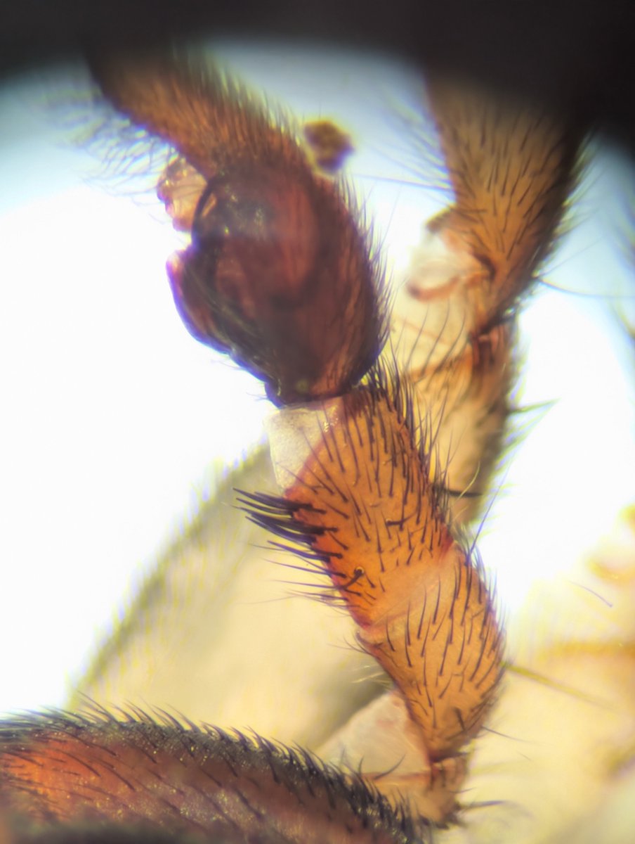 DanielAcorn1990's tweet photo. @BritishSpiders 

Super, super happy to have found a Trochosa spinipalpis. Located under a rock in. Dried up stream! https://t.co/EGtELuiVRJ