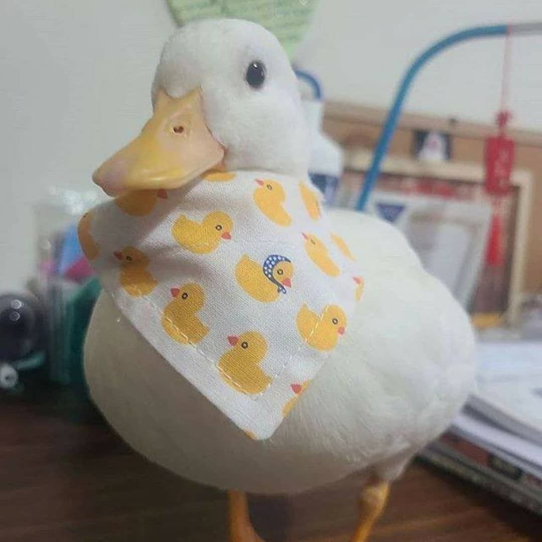 theduckposter's tweet photo. https://t.co/OWoVIxyvvv