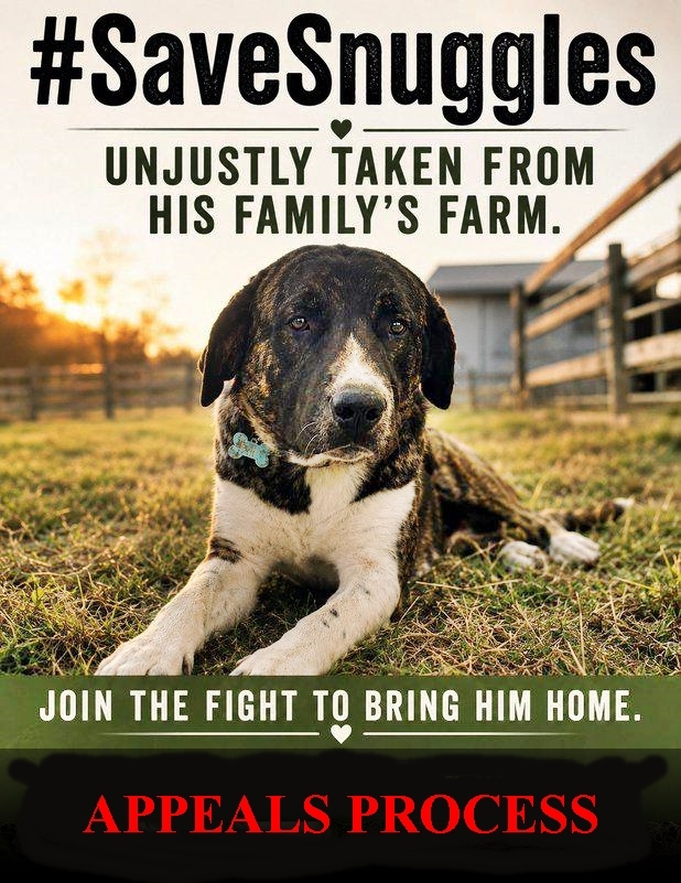TerraMare3's tweet photo. WHERE IS SERGEANT SNUGGLES❓
THE SILENCE IS DEAFENING⚠️
Laura Conover @PimaCountyAtty
We are demanding immediate Proof Of Life and a welfare check for #Snuggles, the Anatolian Shepherd puppy held by Pima County.
#SaveSnuggles #ProofOfLifeForSnuggles
#JusticeForSnuggles #PACC https://t.co/WOzCgH3bbc