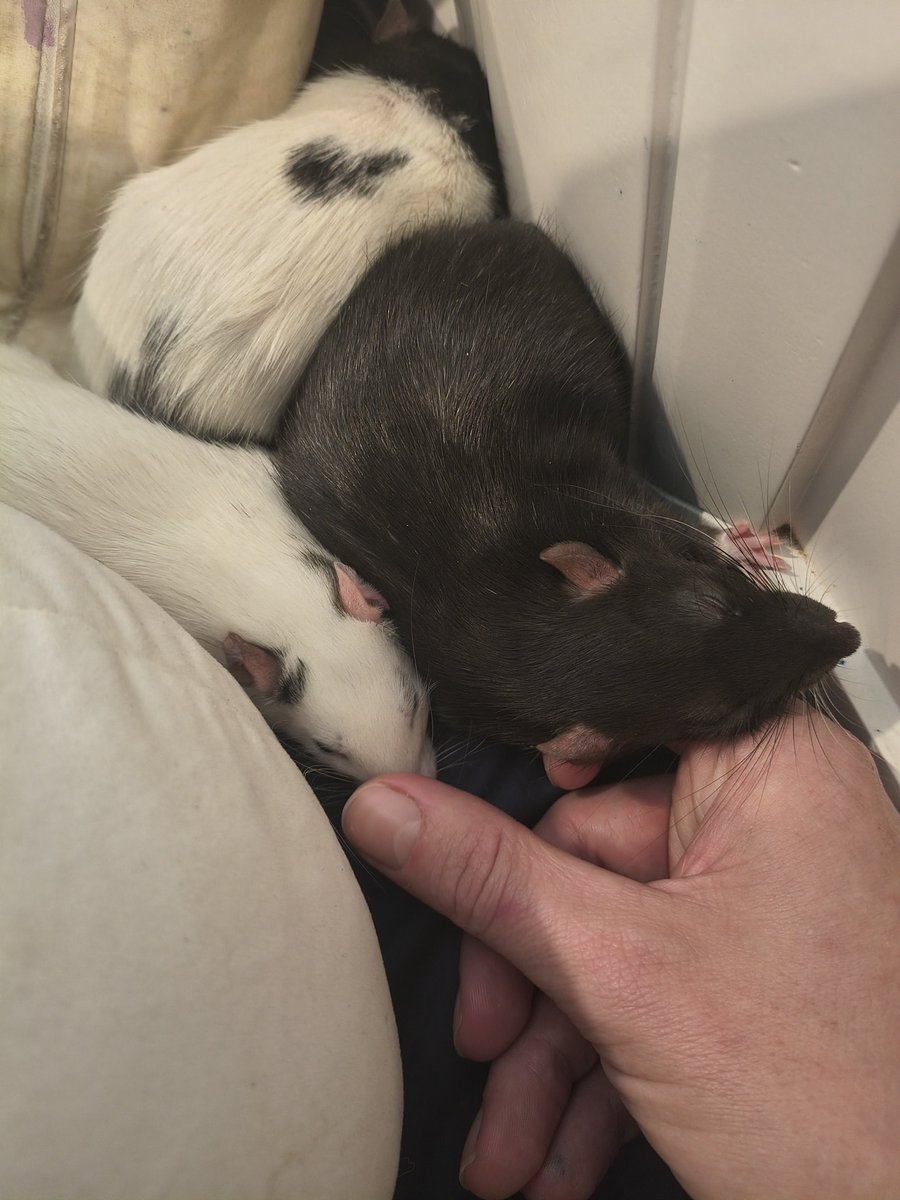 cinnagdyc's tweet photo. Arcadia, Atlantic, and Euclid  having a snuggle #rats https://t.co/IGlfRzNSe8