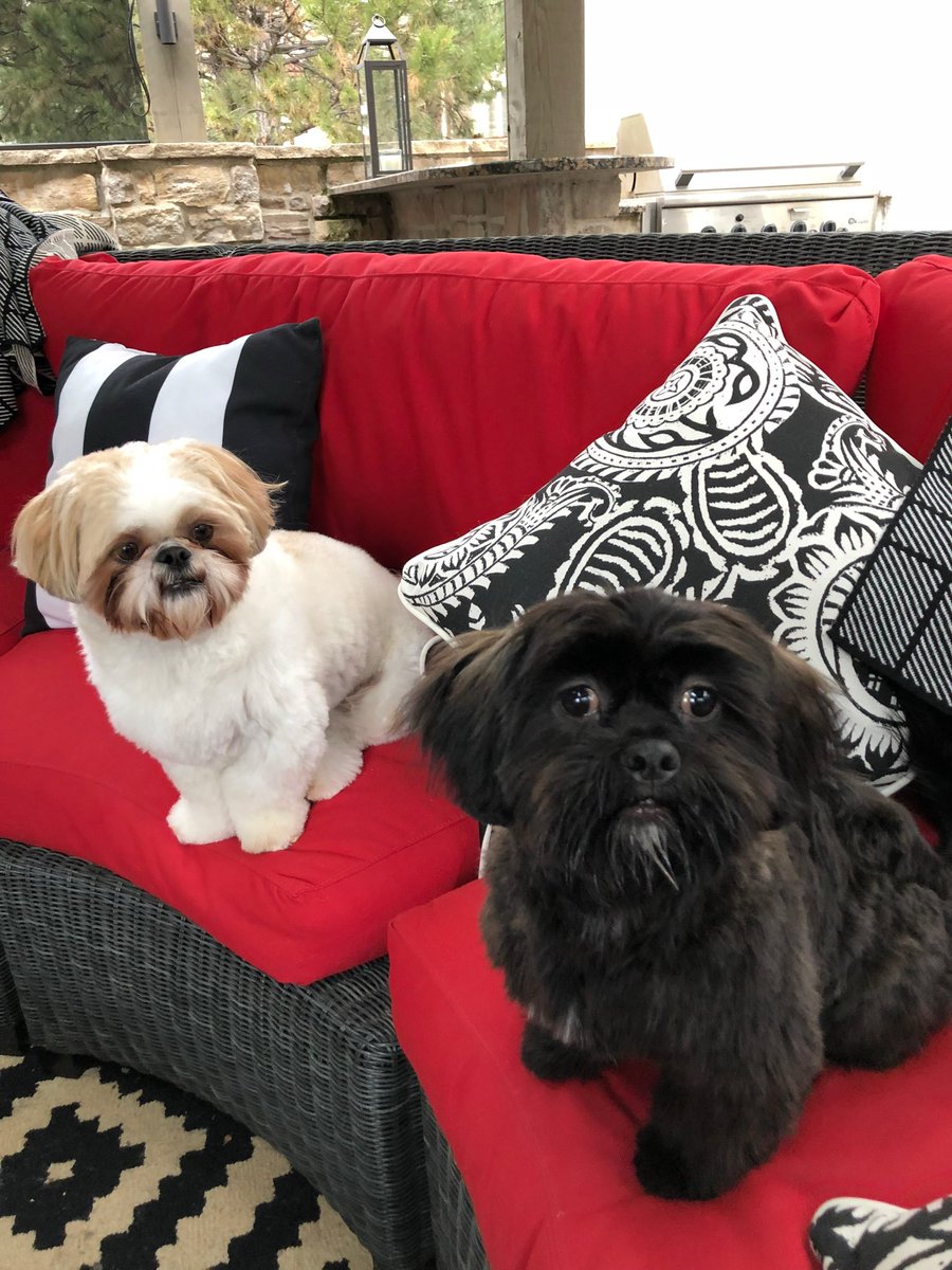 scottfalcone's tweet photo. @Godfatherparte2 My two dogs have a better chance these these pigs. https://t.co/cLDHNXC5fP