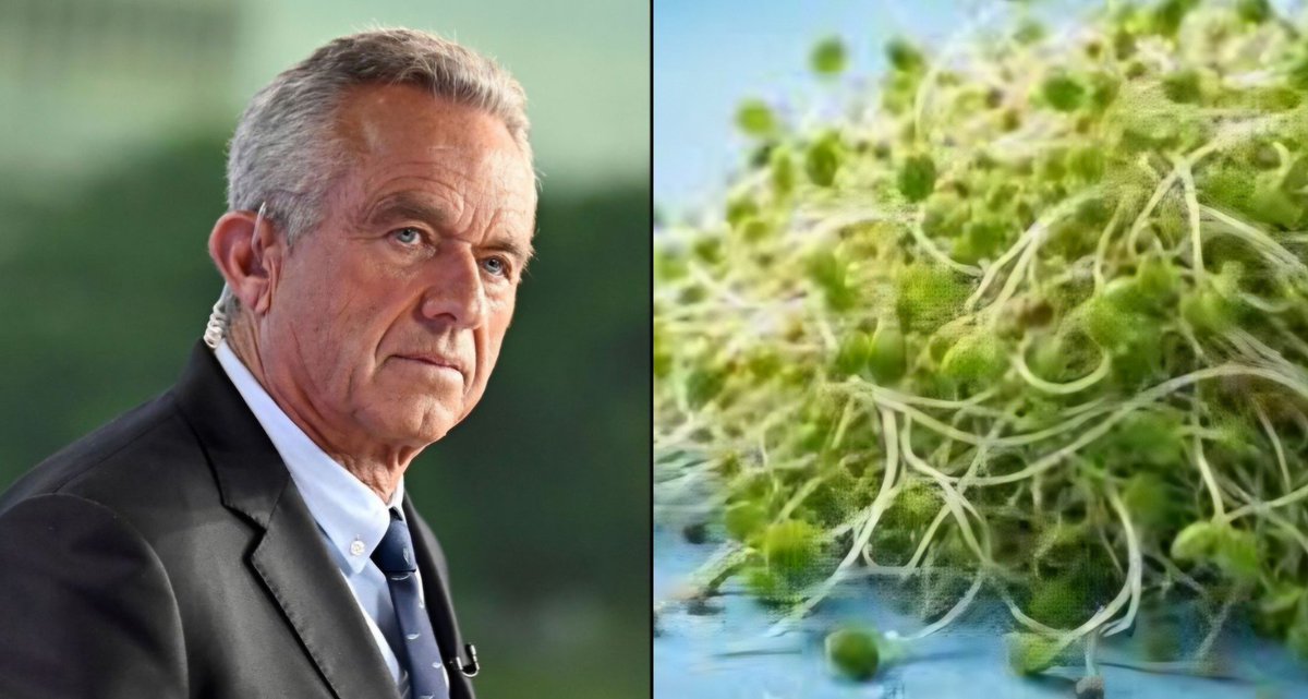 VickeyLScott's tweet photo. @GOP__Ls Fixed your photo. It's  ot brussel sprouts
Alfalfa Sprouts
https://t.co/hZeAk5RZZm https://t.co/vsMGLI4wKa