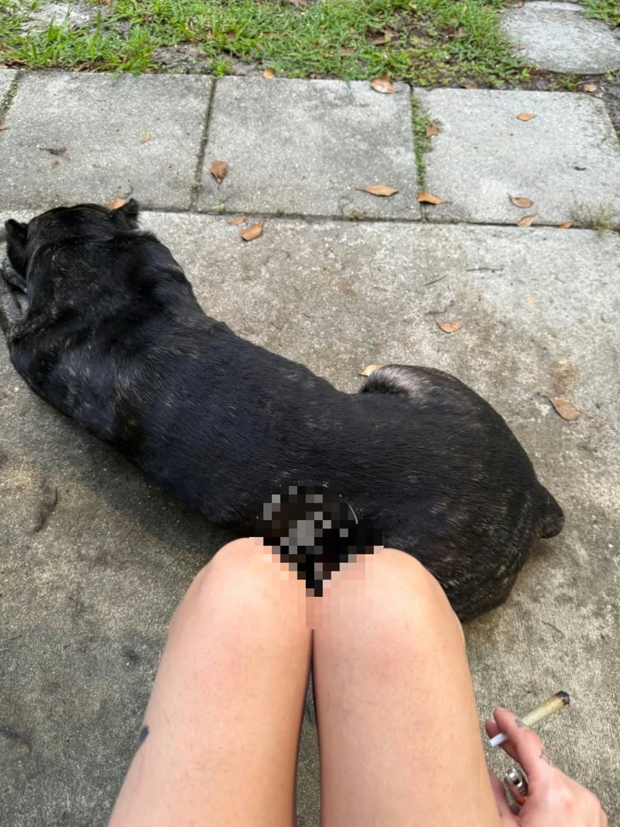 RoseSonya5's tweet photo. Some sessions leave a stronger mark than others.
This one did.
Private only—Link in bio
bio🥵https://t.co/uLUUTy5BRU
#dogs #K9 #Usa https://t.co/HxIVk09lNz