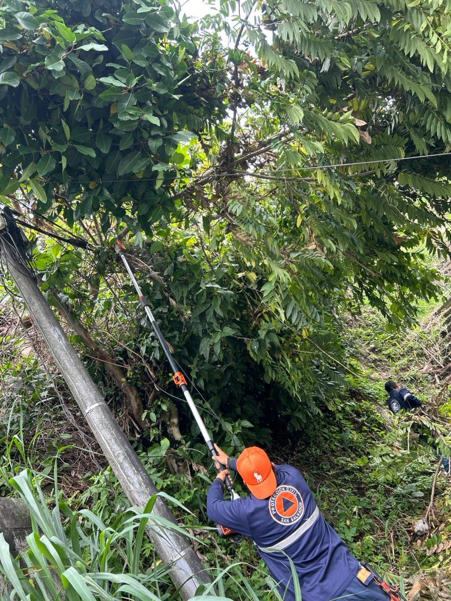 Larepublicass's tweet photo. 🌳🚨 Protección Civil atendió un árbol caído debido a las lluvias en Reparto Los Laureles, distrito de Cuscatancingo.

La emergencia fue atendida debido a que el árbol obstaculizaba el paso peatonal.

#Cuscatancingo #ProtecciónCivil https://t.co/bUGR2snkbz