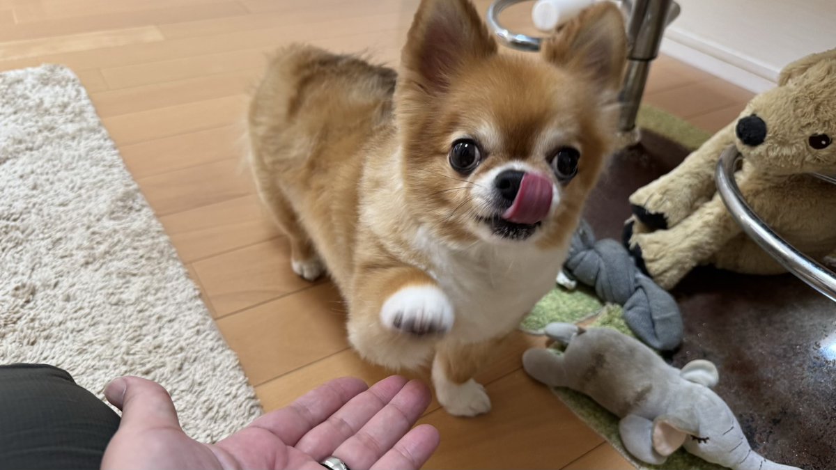 oooohanamaru's tweet photo. おはよー🐶だワン！

#チワワ党 #しじみ目犬 https://t.co/DxuwJBoeOw