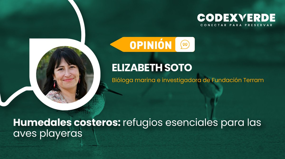 CodeXverde's tweet photo. 🗣️"De las especies de aves playeras presentes en el mundo, se han registrado 49 en Chile, convirtiendo a nuestro país en un hábitat relevante para las rutas migratorias de muchas de estas especies" https://t.co/v7twUQ18OV https://t.co/Tddp5BHFD7