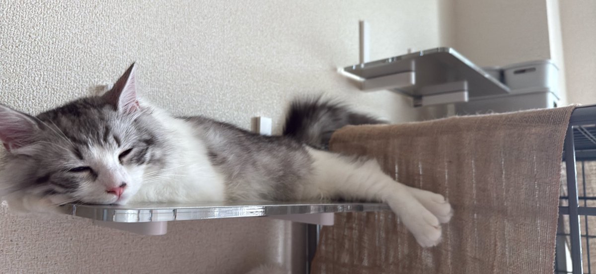 Belyusha's tweet photo. #猫のいる暮らし #サイベリアン　#猫好きさんと繋がりたい

パソコン机にいると、側にくる…愛しきいのち… https://t.co/lfuHbMAjRY